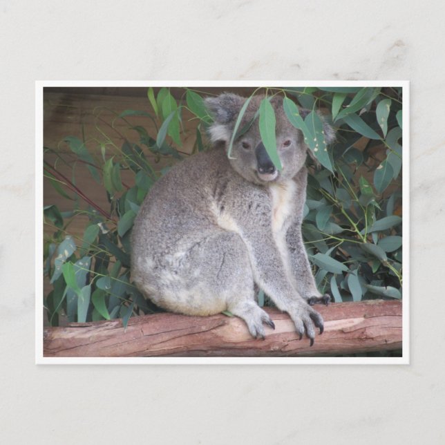 Postal hojas de koala (Anverso)