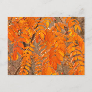 Postal Hojas de la ceniza de montaña en otoño