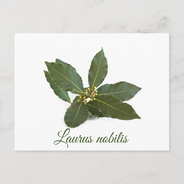 Postal Hojas de laurel frescas (Anverso)