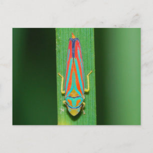 Postal Hojas de Missouri.