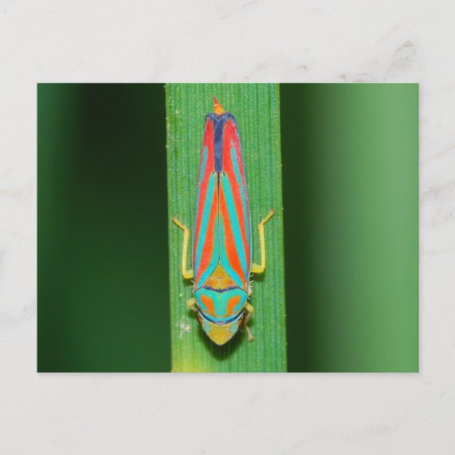 Postal Hojas de Missouri. (Anverso)