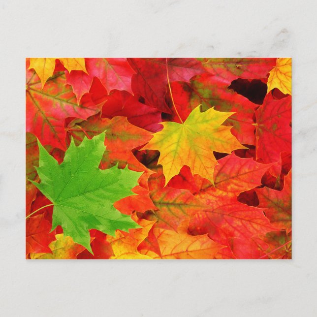 Postal Hojas de otoño (Anverso)