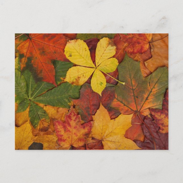 Postal Hojas de Otoño (Anverso)