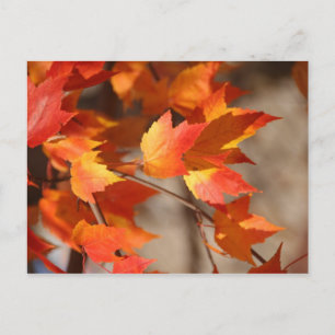 Postal Hojas de Otoño