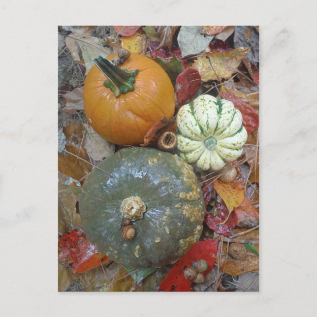 Postal Hojas de otoño calabazas y garras (Anverso)