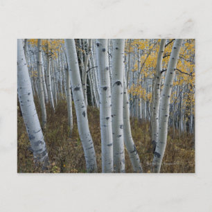 Postal Hojas de otoño en árboles en el bosque