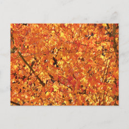 Postal Hojas de otoño en el árbol - fotografía.