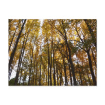 Hojas de otoño en la mañana Naturaleza de Maryland