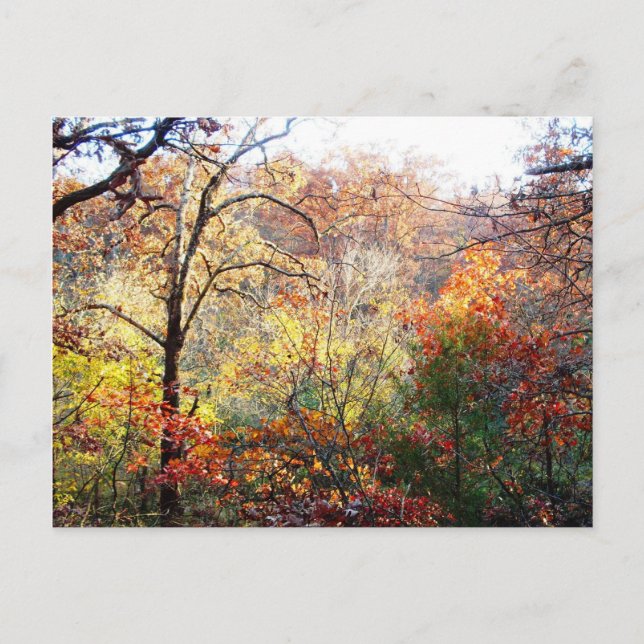 Postal Hojas de otoño en Missouri (Anverso)