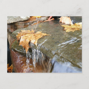 Postal Hojas de otoño en Waterfall II Fotografía de otoño