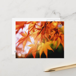 Postal Hojas de otoño: Japón
