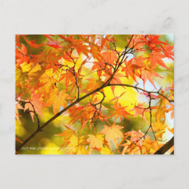 Postal Hojas de otoño [postal]