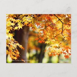 Postal Hojas de otoño [postal]