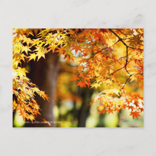 Postal Hojas de otoño [postal]