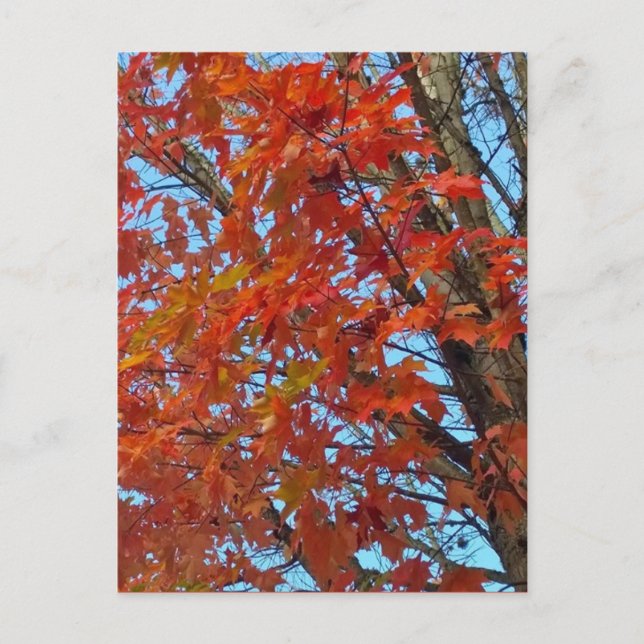 Postal Hojas de otoño rojas (Anverso)