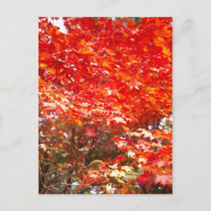 Postal Hojas de otoño, Sapporo