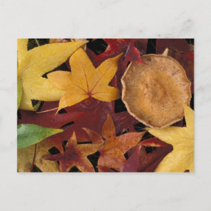 Postal Hojas de otoño y hongo venenoso