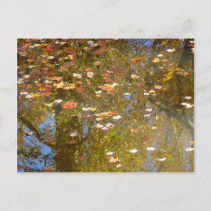 Postal Hojas de otoño y reflejo del arroyo en Greenbelt