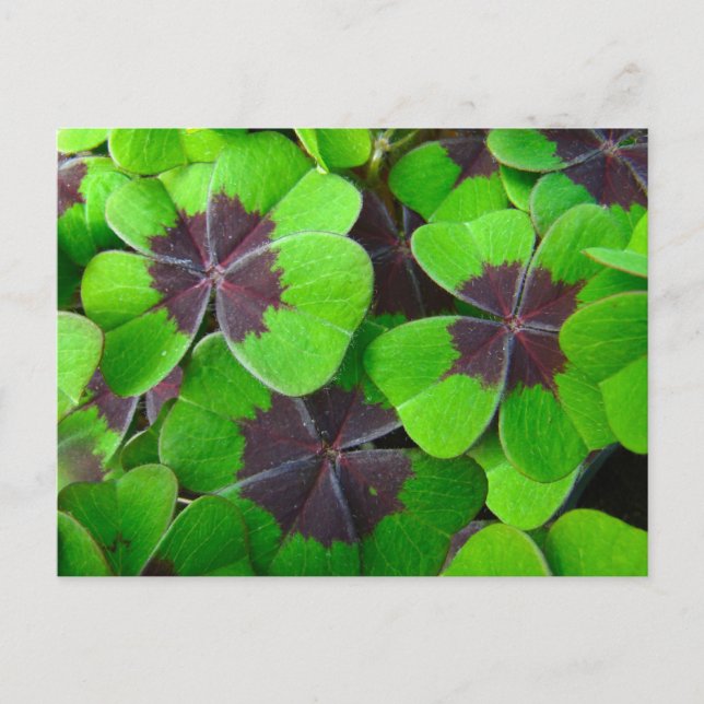 Postal Hojas de Oxalis - Rojo y Verde (Anverso)