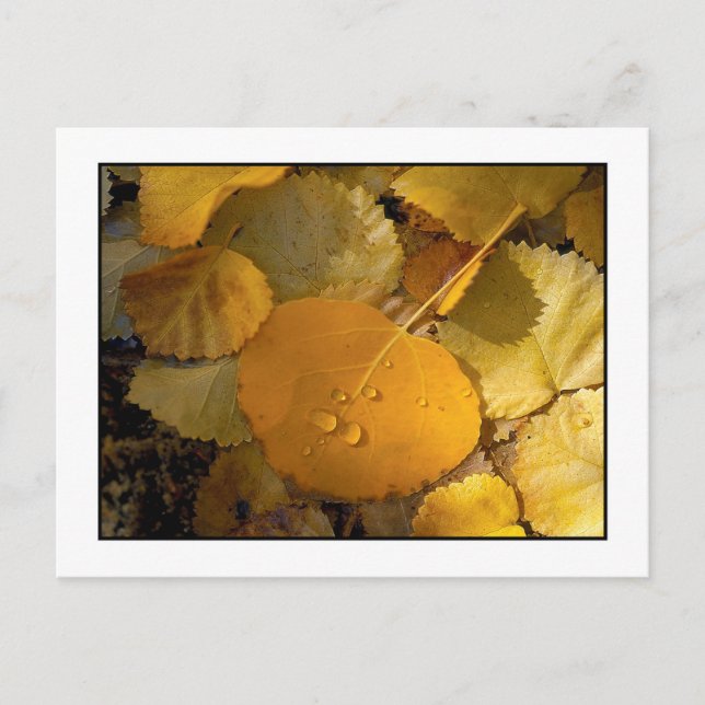 Postal "Hojas de pluma - Cañón Rock Creek" (Anverso)