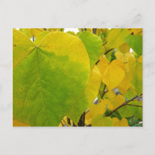 Postal Hojas de Redbud amarillas y verdes