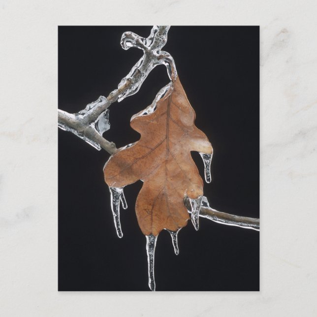 Postal Hojas de roble con níquel de hielo después de la t (Anverso)