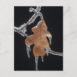 Postal Hojas de roble con níquel de hielo después de la t