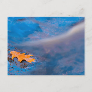 Postal Hojas de roble en roca en el río Rosseau