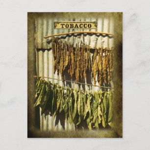 Postal Hojas de tabaco secas
