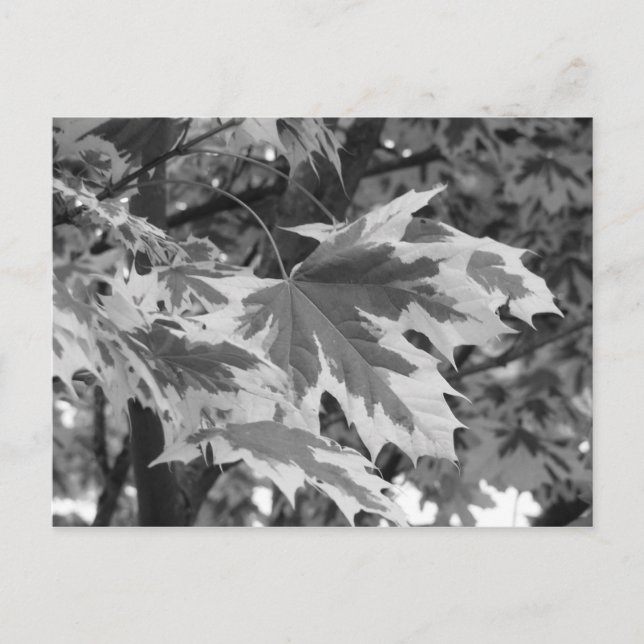 Postal Hojas en blanco y negro (Anverso)