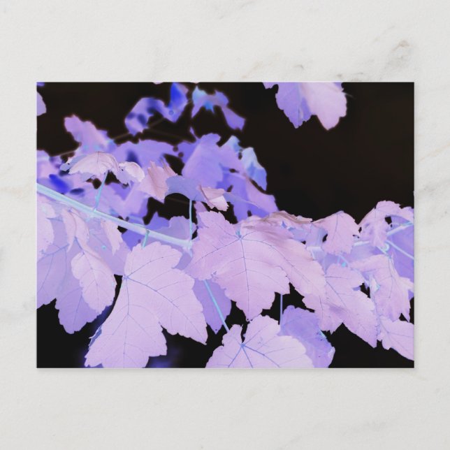 Postal Hojas~ fotografía de Lauren Perry~ (Anverso)