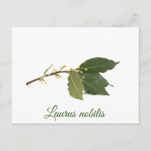 Postal Hojas frescas de laurel