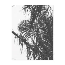 Hojas Monocromáticas de Palm Tree Blanco Negro