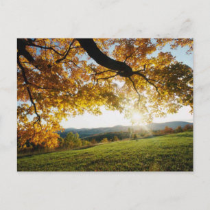 Postal Hojas otoñales