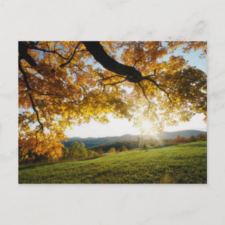 Postal Hojas otoñales