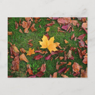 Postal Hojas otoñales