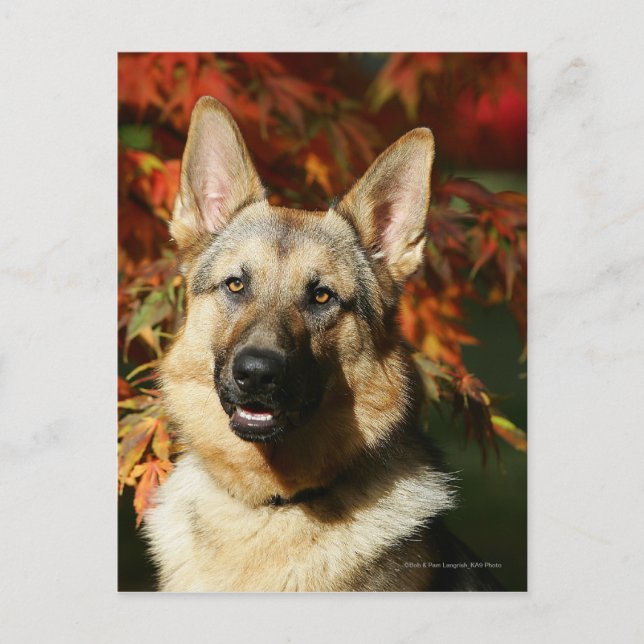 Postal Hojas otoñales alemanas de Shepherd (Anverso)
