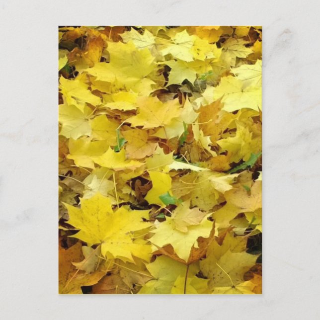 Postal Hojas otoñales amarillas (Anverso)