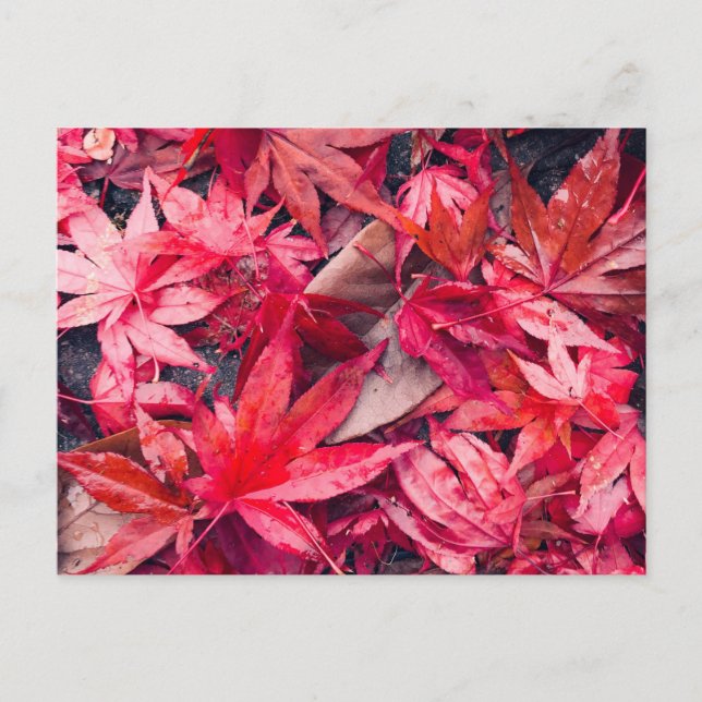 Postal Hojas rojas de otoño (Anverso)