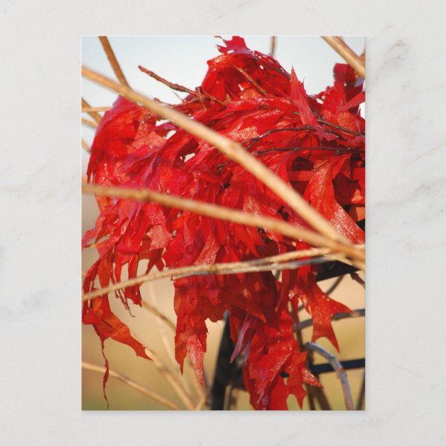 Postal Hojas rojas de otoño/otoño (Anverso)