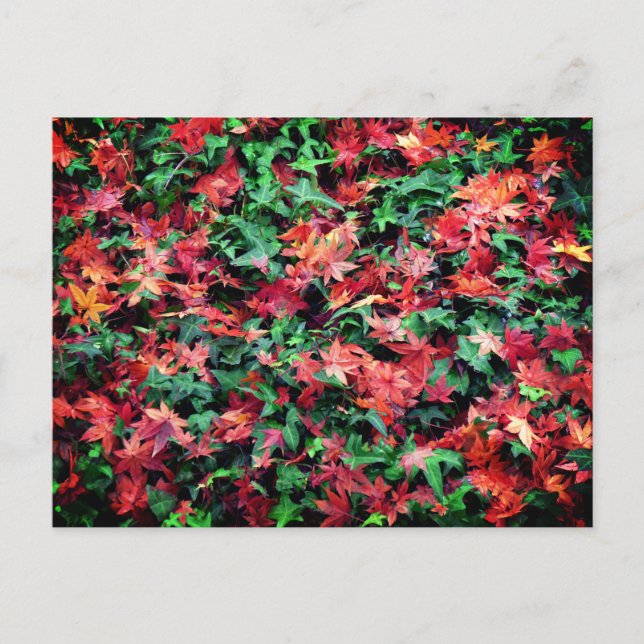 Postal Hojas - Rojas y Verdes (Anverso)