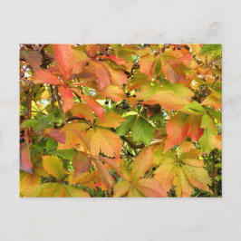 Postal Hojas silvestres de vid otoñales