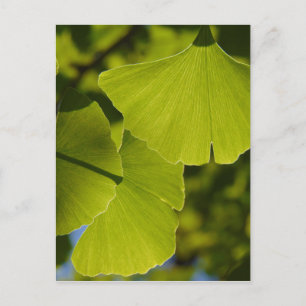 Postal Hojas Sunlit del Ginkgo