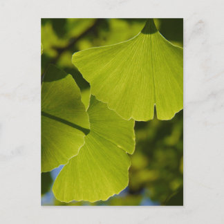 Postal Hojas Sunlit del Ginkgo