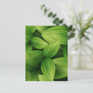Postal Hojas tropicales 9