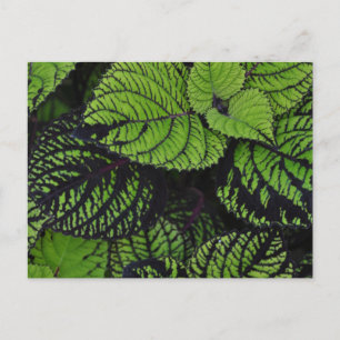 Postal Hojas tropicales verdes
