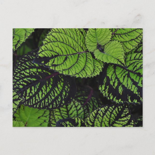 Postal Hojas tropicales verdes (Anverso)