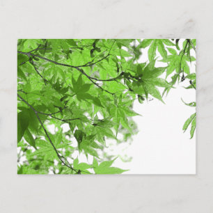 Postal Hojas verdes