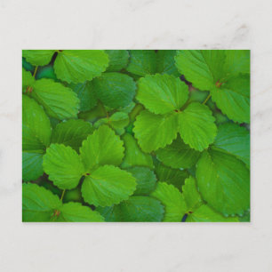 Postal Hojas verdes de albahaca santa Tulsi menta