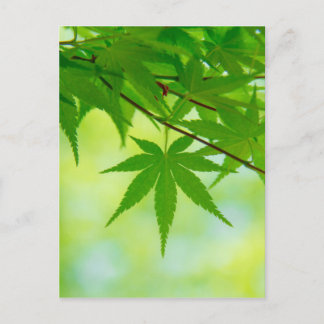 Postal Hojas verdes de arce japonés